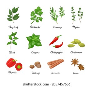 Large vector set of popular spices isolated. Chili pepper, paprika, oregano, cinnamon, anise, basil in cartoon style