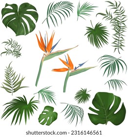 Large vector set of tropical plants and flowers on a white background. Strelitzia plant, palm leaves and other tropical plants. 