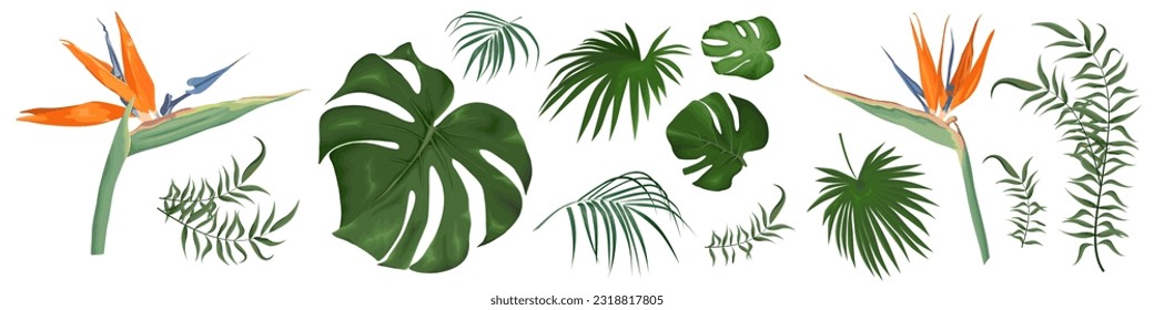 Large vector set of tropical plants and flowers on a white background. Strelitzia plant, palm leaves and other tropical plants. Vector illustration