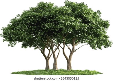 Large vector trees greenery isolated on transparent background, nature scene, eco friendly design, forest elements, landscape, plants, foliage, summer trees, natural textures.