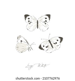 Large White Butterfly Insect Hand Drawn Vector Illustration Set Isolated On White. Vintage Curiosity Cabinet Aesthetic Print.