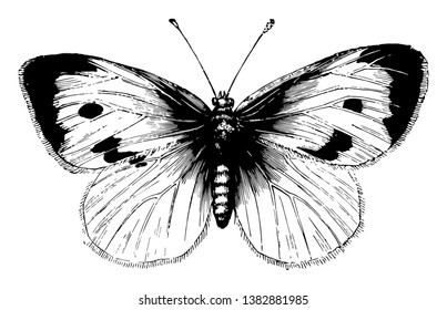 Large White Cabbage Butterfly has two large black spots on each upper wing, vintage line drawing or engraving illustration.