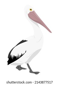 Large white pelican with a closed beak. Wild birds of Australia, New Guinea and Indonesia. Vector realistic animal