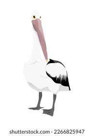 Large white pelican with a closed beak. Wild birds. Vector realistic animal