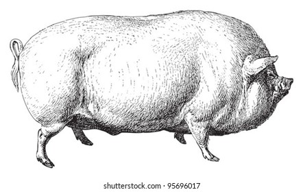 Large White pig or English Large White / vintage illustration from Meyers Konversations-Lexikon 1897