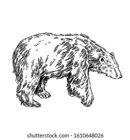 Large white polar bear. Sketch. Engraving style. Vector illustration.
