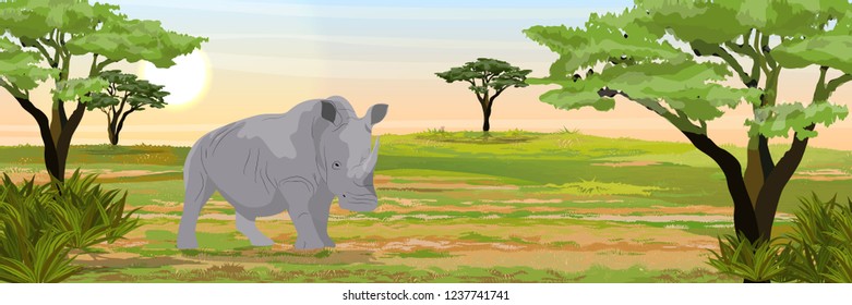 A large white rhino in the African savannah. Thickets of acacia. Wildlife of Africa. Realistic Vector Landscape