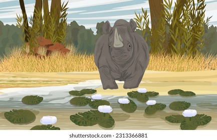 A large white rhinoceros stands on the shore of the lake with white water lilies. wild animals of africa. Realistic Vector Landscape
