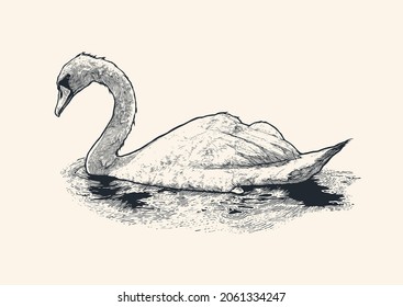 A large white swan swims on the lake. Engraving style. Vector illustration.	
