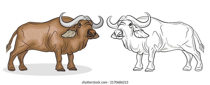 Large wild animal buffalo, black and white and color image.
 Coloring book for children. Vector drawing.