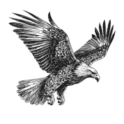 A Large Wild Bird Eagle Flies With Outstretched Wings. Vector Drawing Linear Sketch Isolated On White Background.