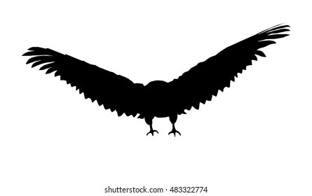Large wings of eagle.