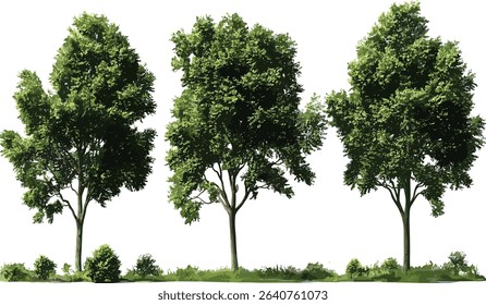 Large woods trees, jungle rain forest shapes, isolated growth collections, tropical forest trees, dense jungle trees, green forest, nature trees, tree silhouettes, wild forest, tropical landscape