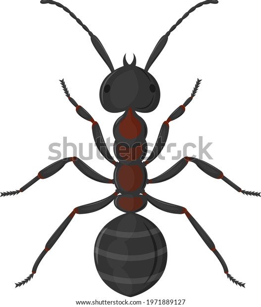 Large worker ant top view. Vector\
illustration isolated on white\
background.