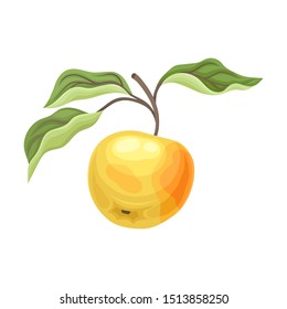 Large yellow apple on a branch. Vector illustration on a white background.
