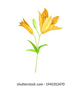 Large Yellow Lily Flower on Green Stalk as Herbaceous Flowering Plant Vector Illustration