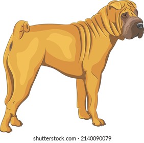 Large yellow Shar Pei isolated on white background.
