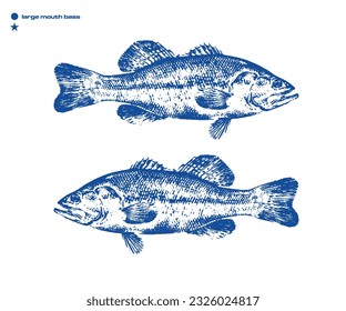 larged mouth bass illustration vector hand drawn