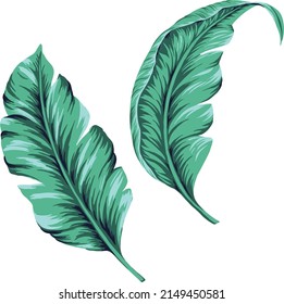 Large-leaf printing COTYLEDON material  Painting tropical leaves  Beach Element  Illustration Leaf