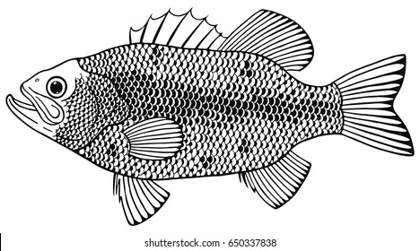 largemouth bass
