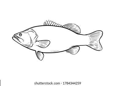 Largemouth bass fish doodle, hand drawn vector illustration of a largemouth bass game fish, isolated in white background.