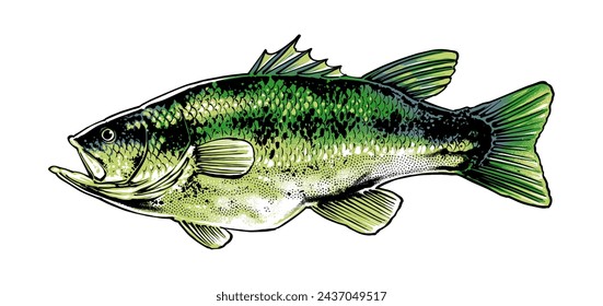 largemouth bass fish side illustration