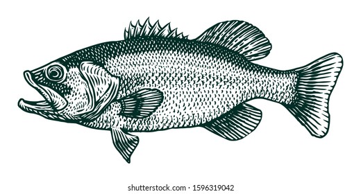 Largemouth bass fish vector engraving illustration
