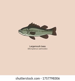 largemouth bass flat icon vector