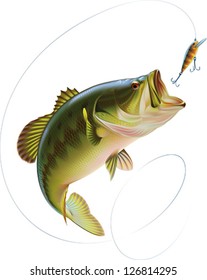 Largemouth bass is jumping to catch a bait. Layered vector illustration.