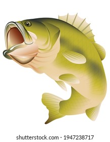 Largemouth bass jumping isolated on white background.Graphic vector
