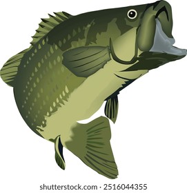 Largemouth bass is leaping out of the water with its mouth wide open