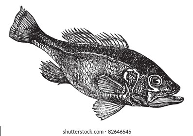 Largemouth bass (Micropterus salmoides) or widemouth bass or bigmouth or black bass or bucketmouth vintage engraving. Old engraved illustration.. Trousset encyclopedia (1886 - 1891).