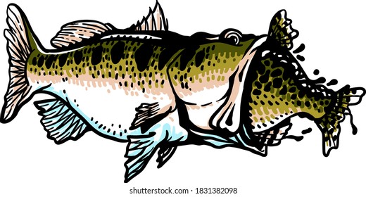 Largemouth-Bass-Swallow Crappie Fish-Vektorgrafik