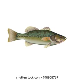 Largemouth bass. Vector illustration isolated on the white background