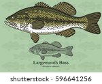 Largemouth Bass. Vector illustration with refined details and optimized stroke that allows the image to be used in small sizes (in packaging design, decoration, educational graphics, etc.)
