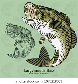Largemouth Bass. Vector illustration with refined details and optimized stroke that allows the image to be used in small sizes (in packaging design, decoration, educational graphics, etc.)