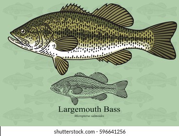 Largemouth Bass. Vector illustration with refined details and optimized stroke that allows the image to be used in small sizes (in packaging design, decoration, educational graphics, etc.)