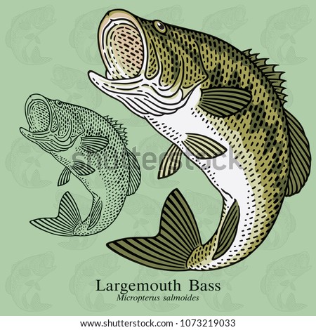 Largemouth Bass. Vector illustration with refined details and optimized stroke that allows the image to be used in small sizes (in packaging design, decoration, educational graphics, etc.)