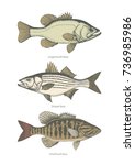 Largemouth, Smallmouth and Striped bass set. Hand drawn vintage vector illustration Isolated on retro texture background.