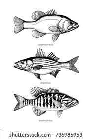 Largemouth, Smallmouth and Striped bass set. Hand drawn outline vintage vector illustration Isolated on retro texture background.