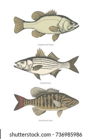 Largemouth, Smallmouth and Striped bass set. Hand drawn vintage vector illustration Isolated on retro texture background.
