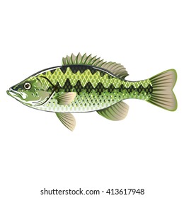 Largemouth Spotted Green American Bass Vector