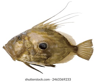 large-mouthed predator John Dory fish body. Realistic cutout white background illustration.