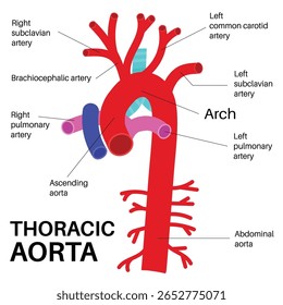 The largest artery in the human body.