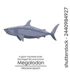 The largest fish ever known Megalodon, a giant mackerel shark from Miocene epoch. 