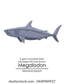 The largest fish ever known Megalodon, a giant mackerel shark from Miocene epoch. 