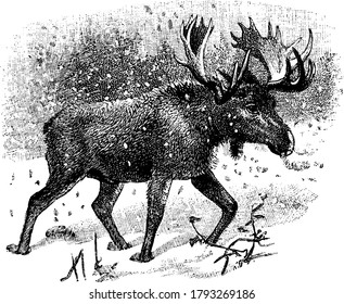 The largest member of the Cervidae family of deer, vintage line drawing or engraving illustration.