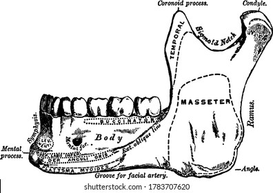 The largest and strongest bone in the face and serves for the reception of the lower teeth, with its parts labelled, vintage line drawing or engraving illustration.