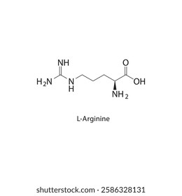 L-Arginine skeletal structure.Amino Acid compound schematic illustration. Simple diagram, chemical formula.