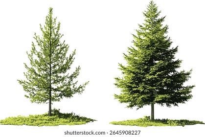 Larix occident e Larix decidua árvore isolada, conífera caduca, floresta de montanha, ambiente natural, luz do dia brilhante, ilustração vetorial.